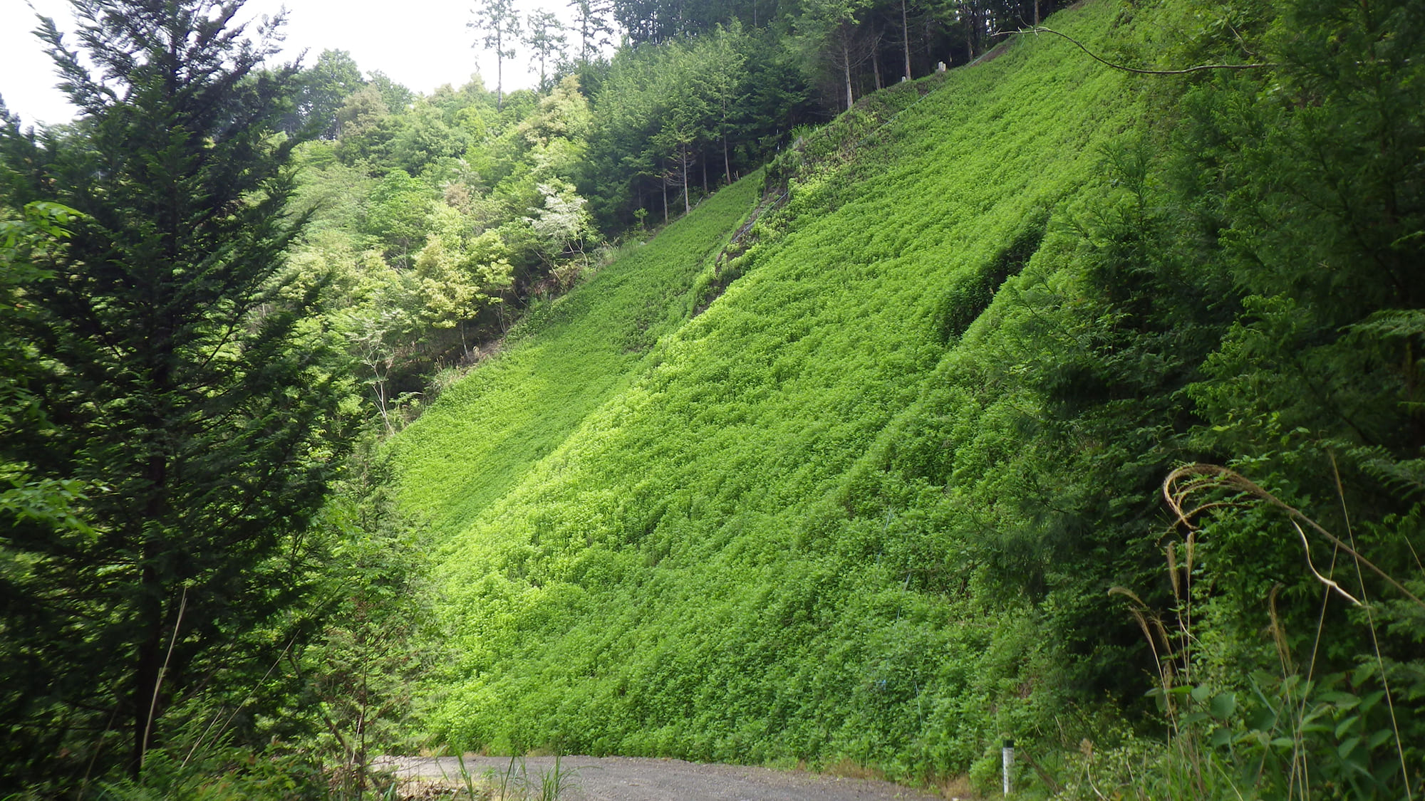 植生マット 植生基材吹付使い分け _ 植生基材吹付 厚さの根拠 – DSCP